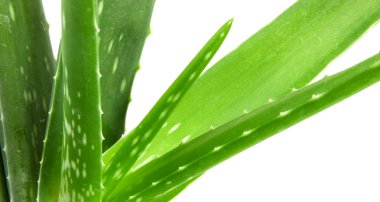 aloe vera bitkisi beyaz üzerine izole
