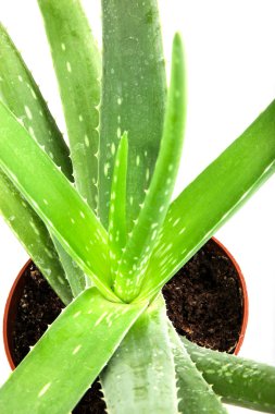 aloe vera bitkisi beyaz üzerine izole