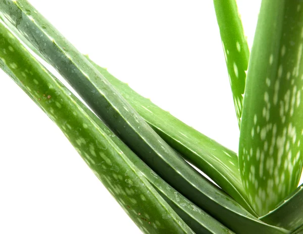 Planta de aloe vera aislada en blanco — Foto de Stock