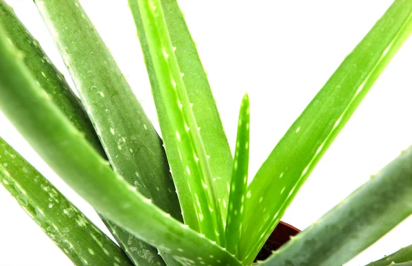 Aloe vera bitkisi beyaz üzerine izole — Stok fotoğraf