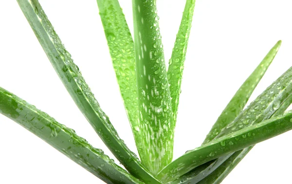 Aloe — Stockfoto