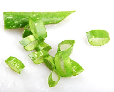 aloe vera bitkisi beyaz üzerine izole