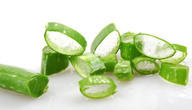 aloe vera bitkisi beyaz üzerine izole