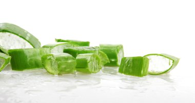 aloe vera bitkisi beyaz üzerine izole