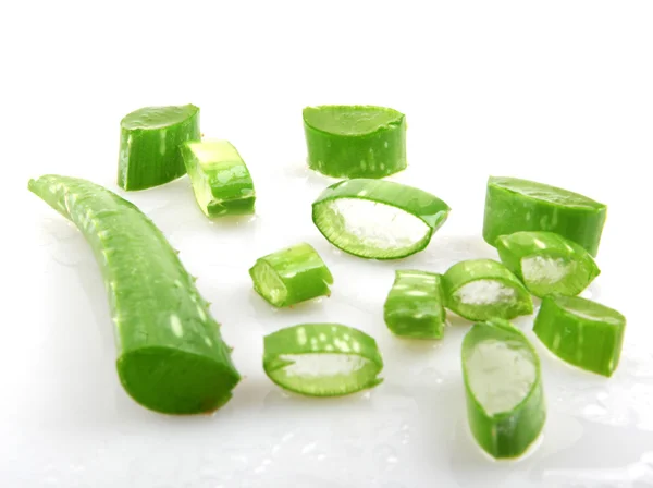 Aloe vera växt isolerad på vit — Stockfoto