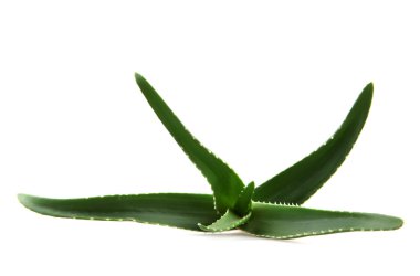aloe vera yaprağı