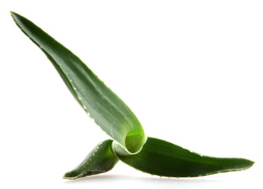 aloe vera yaprağı