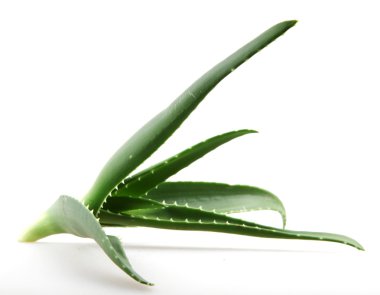 aloe vera yaprağı