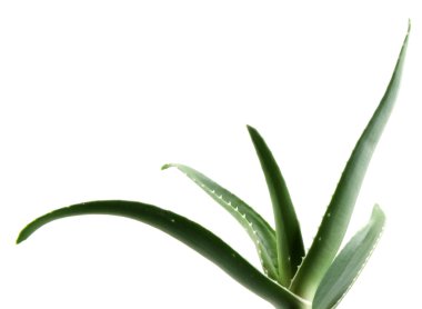 aloe vera yaprağı