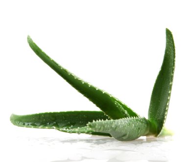 aloe vera yaprağı