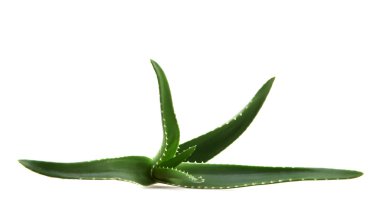 aloe vera yaprağı