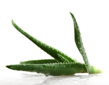 aloe vera yaprağı