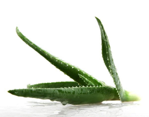 Liści aloe vera — Zdjęcie stockowe