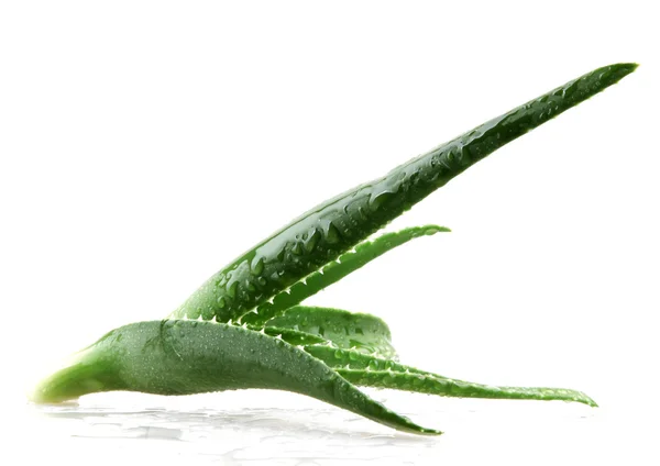 Liści aloe vera — Zdjęcie stockowe