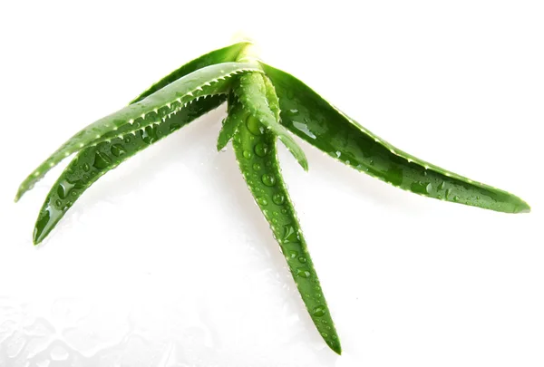 Aloe vera levelek — Stock Fotó
