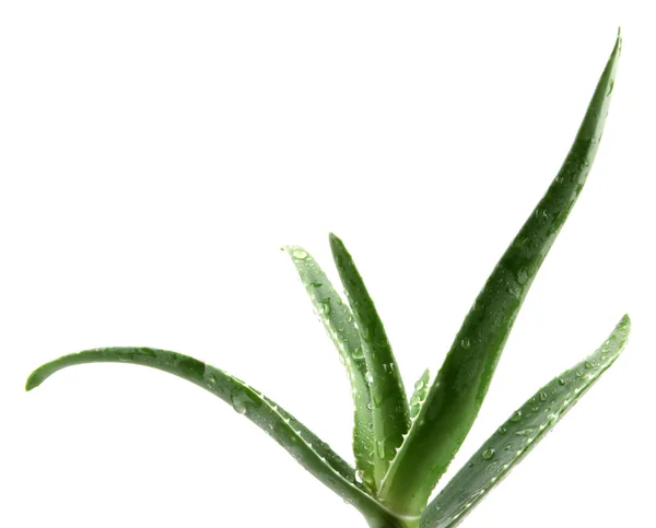Aloe vera leaves — Stock Photo, Image