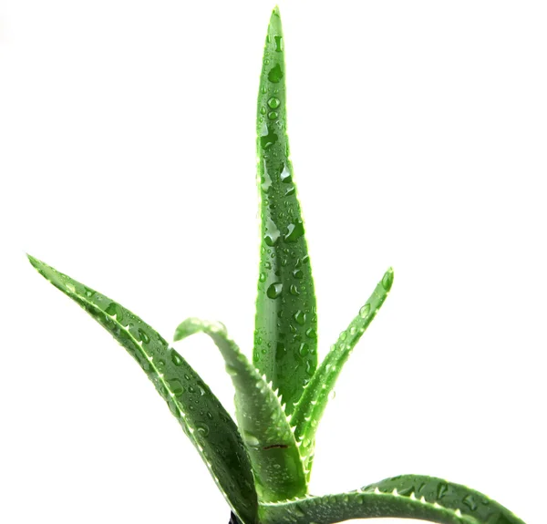 Aloe vera yaprağı — Stok fotoğraf