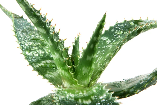 Aloe vera — Foto de Stock