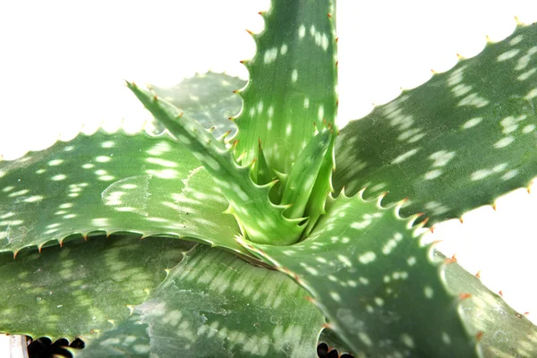 Aloe vera — Foto de Stock