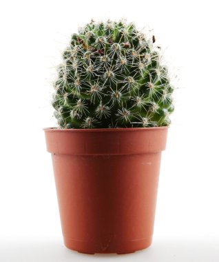 Kaktüs beyaz arkaplanda izole