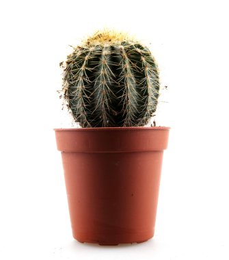 Kaktüs beyaz arkaplanda izole