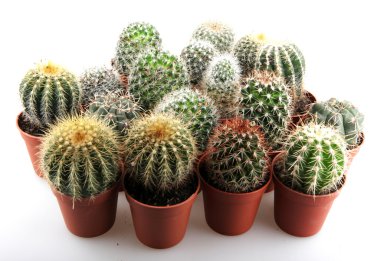 Kaktüs beyaz arkaplanda izole