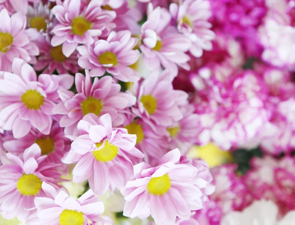 Flores — Foto de Stock