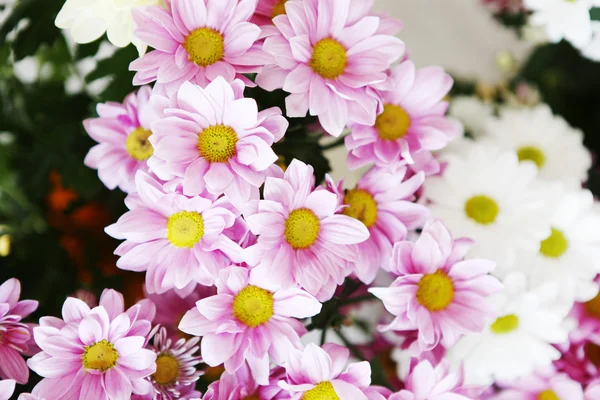 Flowers — Stock Photo, Image