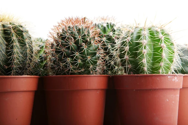 Cactus isolated on white background — Stock Photo, Image