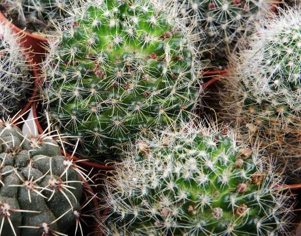 Cactus — Stock Photo, Image