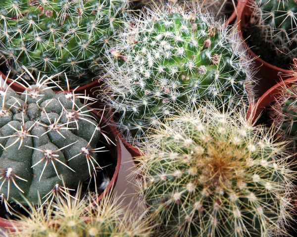 Cactus — Stock Photo, Image