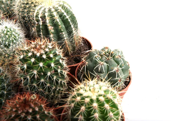 Cactus isolated on white background — Stock Photo, Image