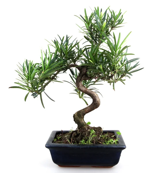 Bonsai — Stock Photo, Image