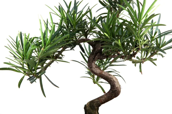 Bonsai — Stock Photo, Image