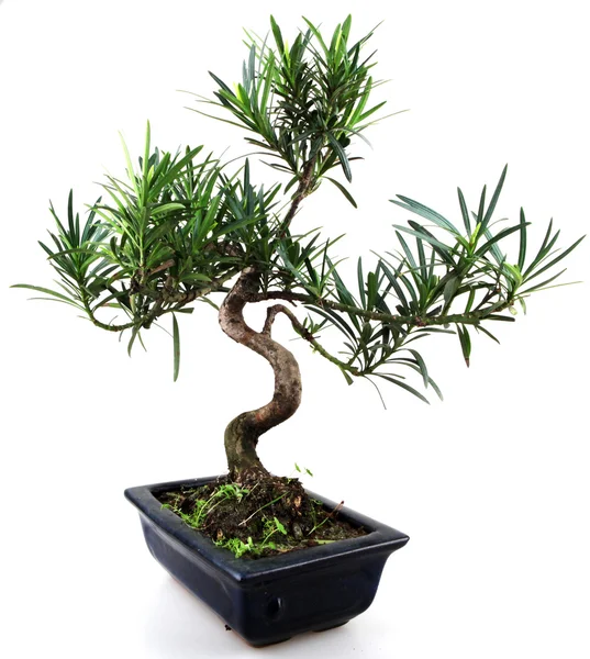 Bonsai — Stock Photo, Image