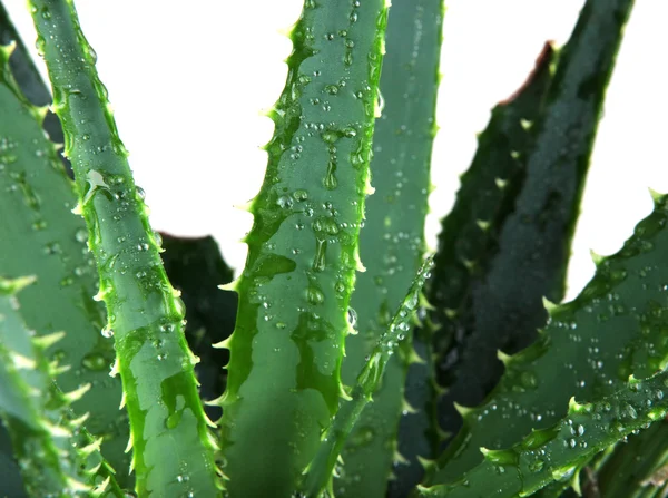 Imagem de folhas de aloe vera detalhadas — Fotografia de Stock