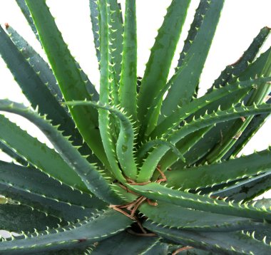 aloe vera resmi ayrıntılı bırakır