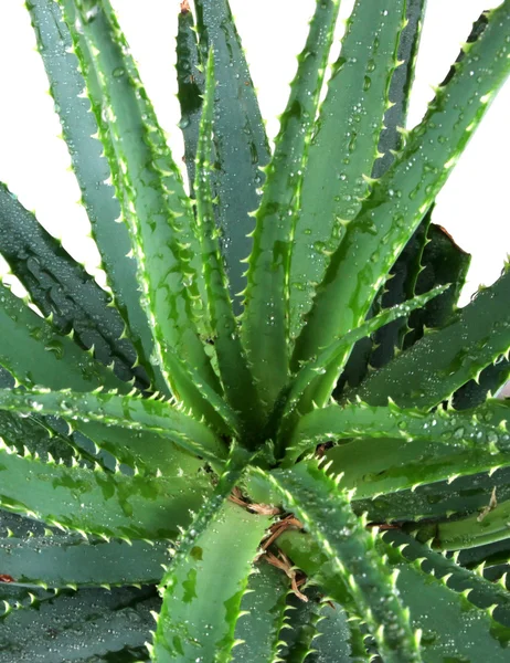 Bild der Blätter der Aloe Vera detailliert — Stockfoto