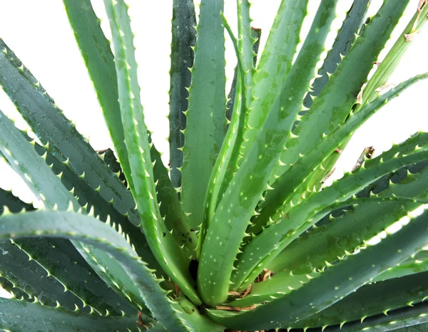 Imagen de hojas de aloe vera detallada — Foto de Stock