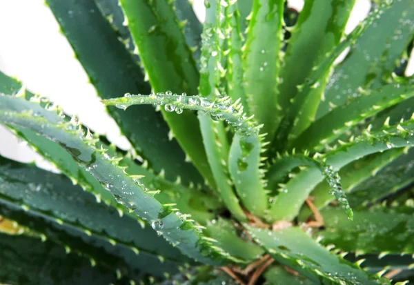 Imagem de folhas de aloe vera detalhadas — Fotografia de Stock