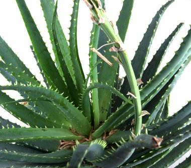 aloe vera resmi ayrıntılı bırakır