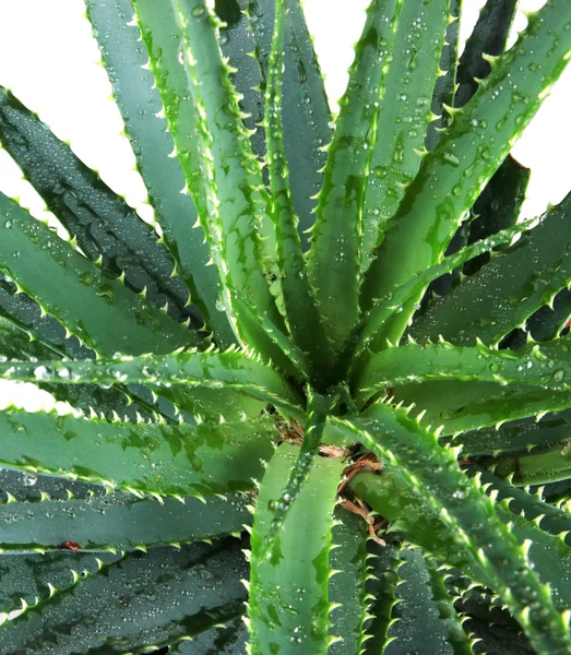 Imagem de folhas de aloe vera detalhadas — Fotografia de Stock