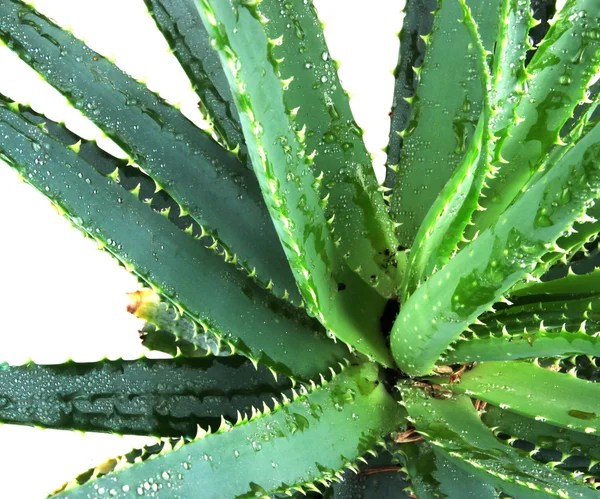 Bild der Blätter der Aloe Vera detailliert — Stockfoto