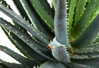 aloe vera resmi ayrıntılı bırakır