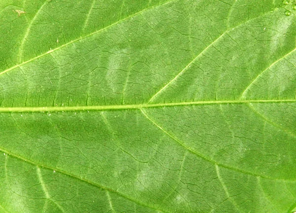 Folha verde — Fotografia de Stock