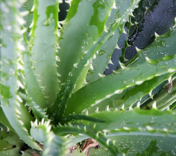 Bild der Blätter der Aloe Vera detailliert — Stockfoto