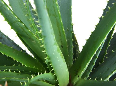 aloe vera resmi ayrıntılı bırakır