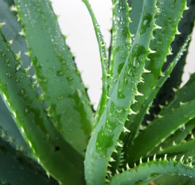 aloe vera resmi ayrıntılı bırakır