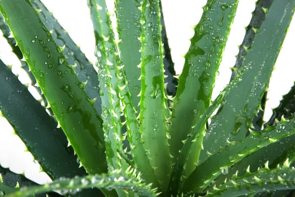 Bild der Blätter der Aloe Vera detailliert — Stockfoto