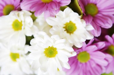 Güzel Çiçeklerin Resmi